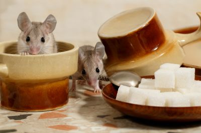 mice control