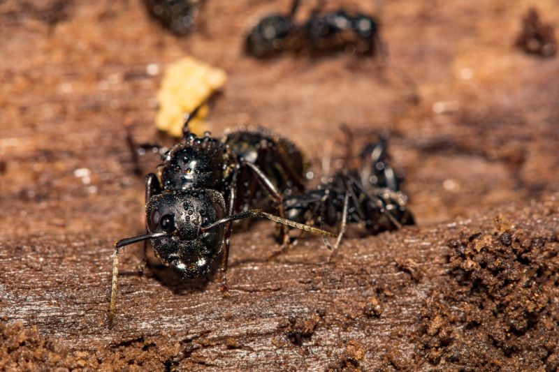 Black Ant Extermination in Frisco, TX