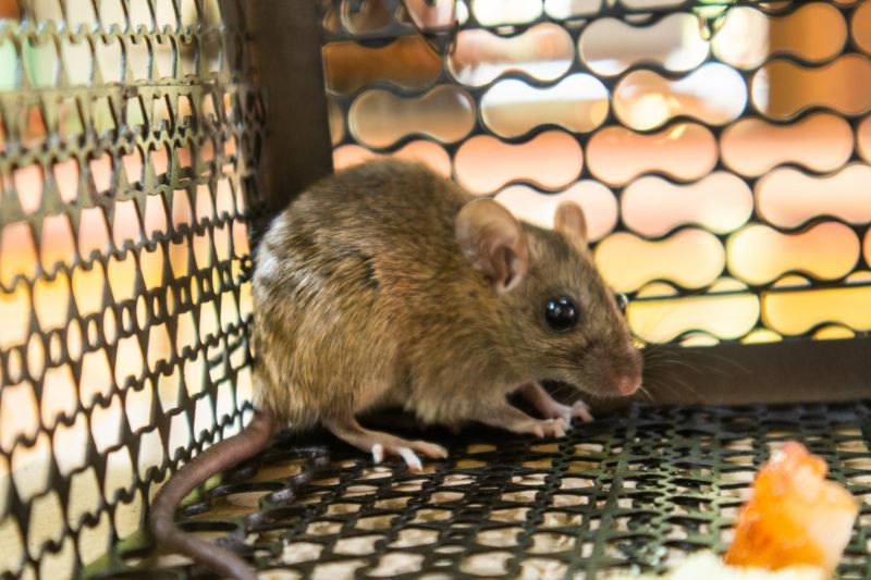Cost of Mice Control — Cost of mice control