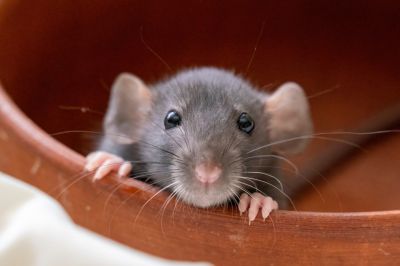 Cost of Mice Control — Cost of mice control