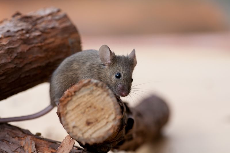 Cost of Mice Control — Cost of mice control