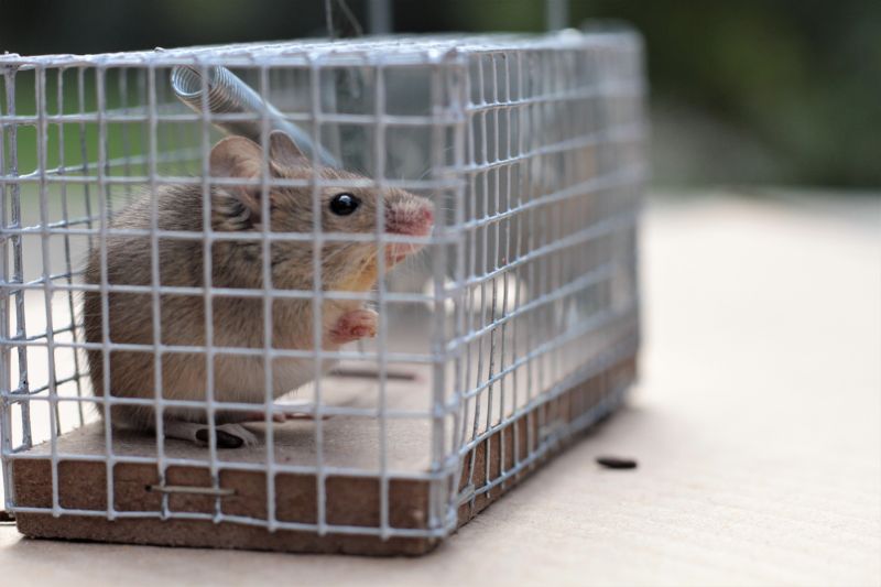 Cost of Mice Control — Cost of mice control