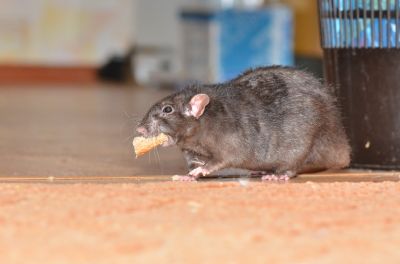 Health Risks Associated With Mice And Rats In Buildings