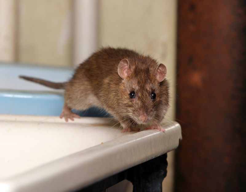 How Rodent Infestations Spread Disease Inside Residential Properties