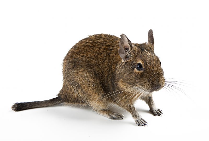 How Rodents Compromise Insulation And Indoor Air Quality
