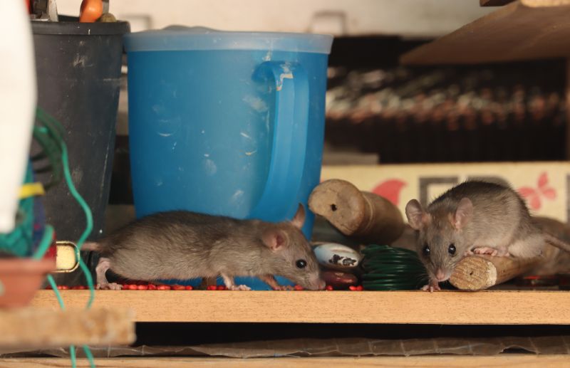 How Rodents Contaminate Food Storage Areas And Pantries