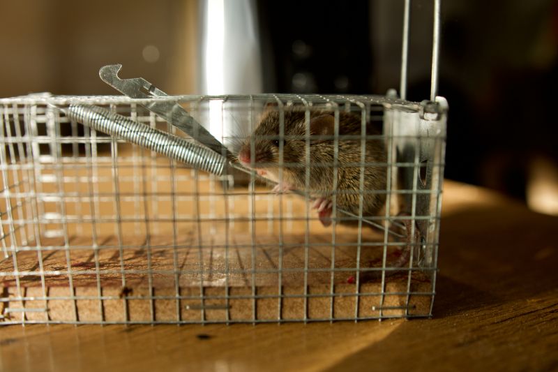 Mice Traps in Use