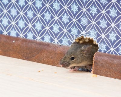 Seasonal Mice Behavior