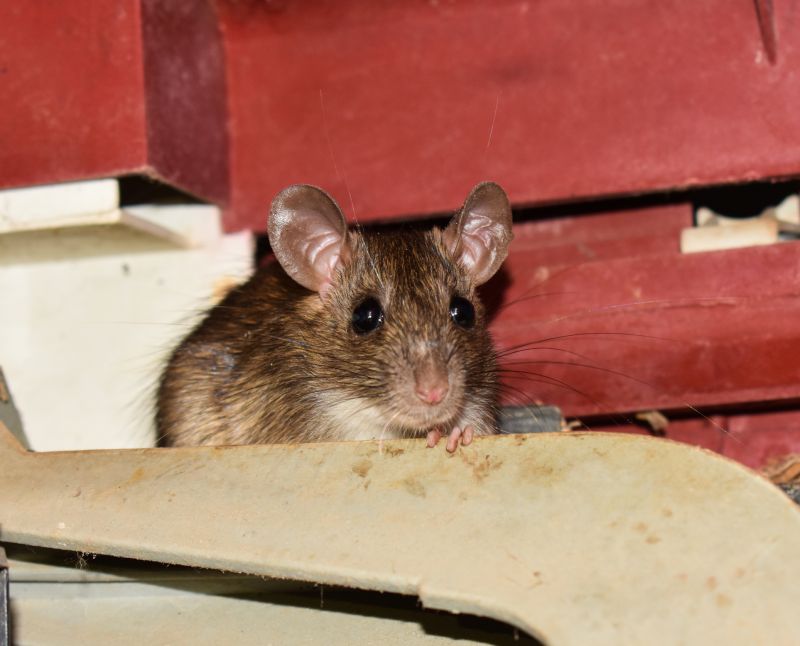 Home Improvement and Pest Services